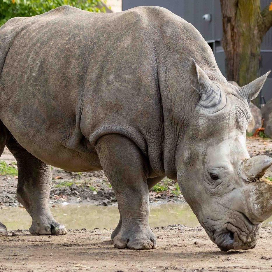 Quebec zoo announces death of Shaboola, first white rhino born in Canada